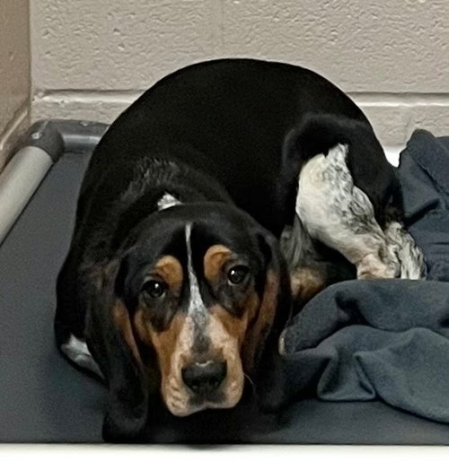 Banjo, an adoptable Beagle in Burnsville, NC