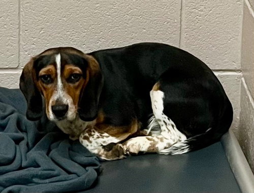 Harmonica, an adoptable Beagle in Burnsville, NC