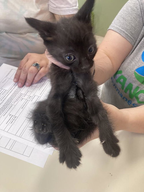 Rumba, an adoptable Domestic Short Hair in Burnsville, NC