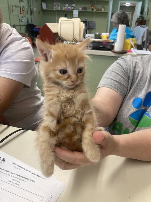 Vogue, Baby Domestic Short Hair / Mixed, cat for adoption in Burnsville, North Carolina