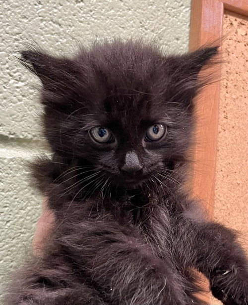 Very Cherry, Baby Domestic Medium Hair / Mixed, cat for adoption in Burnsville, North Carolina