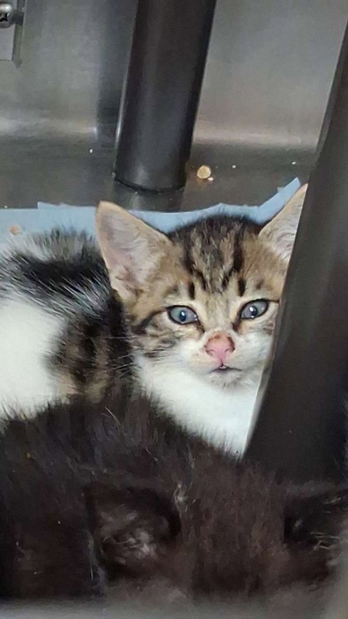 Banana Pudding, Baby Domestic Short Hair / Mixed, cat for adoption in Burnsville, North Carolina