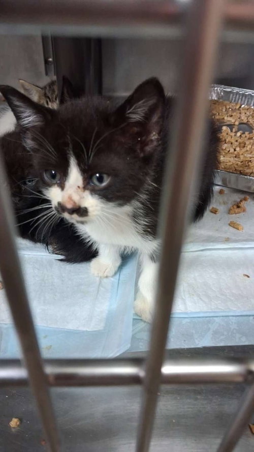 Cookies and Cream, Baby Domestic Short Hair / Mixed, cat for adoption in Burnsville, North Carolina