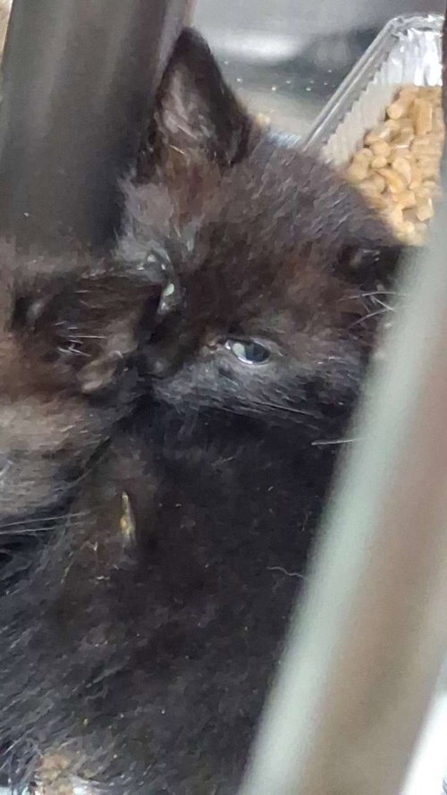 Moose Tracks, Baby Domestic Short Hair / Mixed, cat for adoption in Burnsville, North Carolina