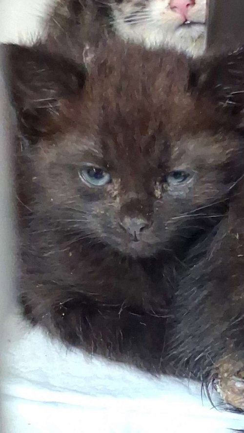 Rocky Road, an adoptable Domestic Short Hair in Burnsville, NC