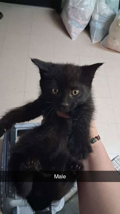 Bubble, Baby Domestic Short Hair / Mixed, cat for adoption in Burnsville, North Carolina