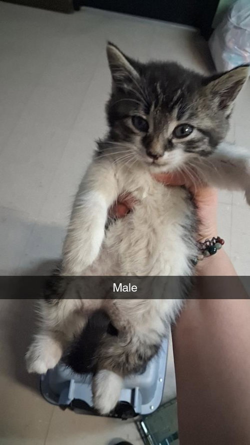 Doodlepop, Baby Domestic Short Hair / Mixed, cat for adoption in Burnsville, North Carolina