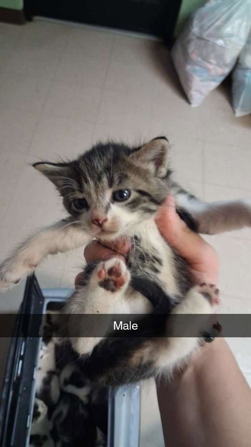 Crinkle, Baby Domestic Long Hair / Mixed, cat for adoption in Burnsville, North Carolina