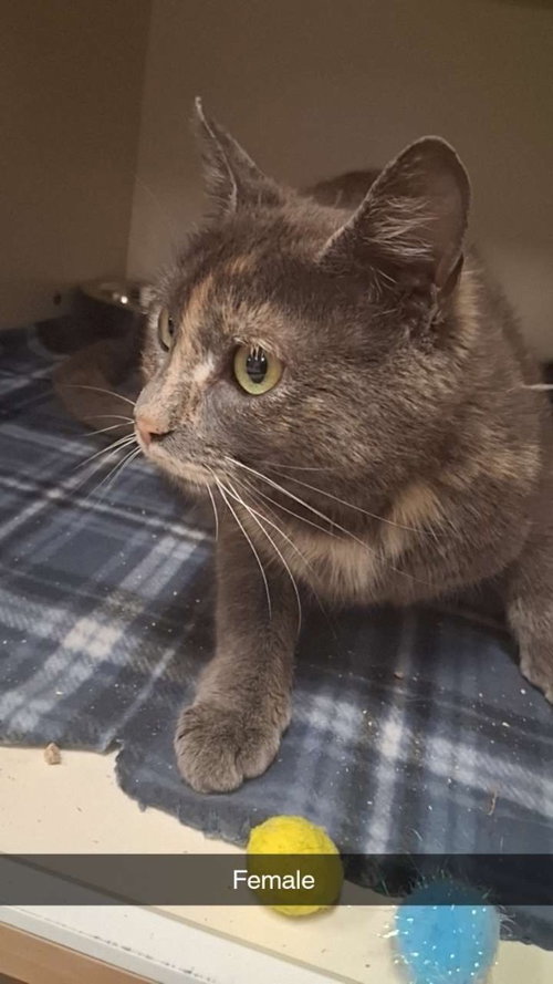 Fable, Young Domestic Short Hair / Mixed, cat for adoption in Burnsville, North Carolina