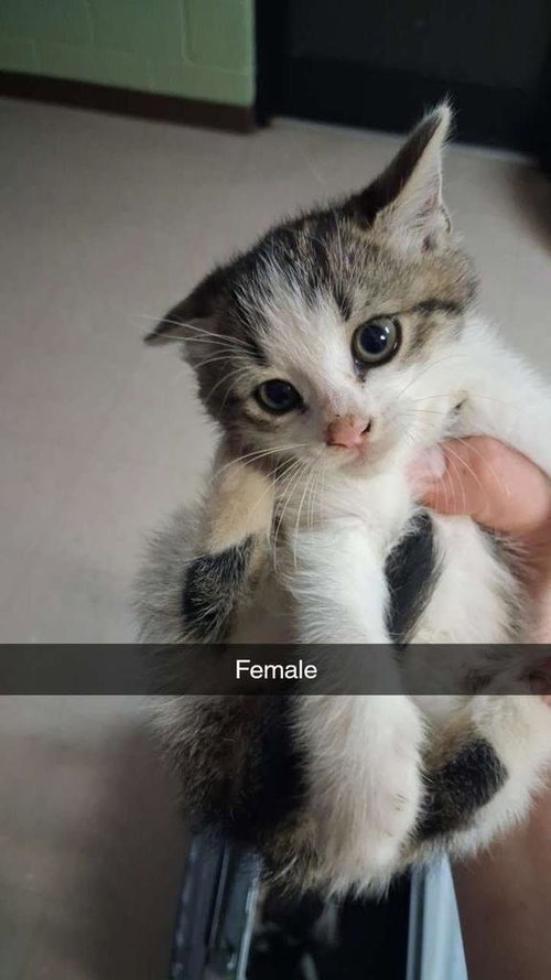 Fizzlepop, Baby Domestic Short Hair / Mixed, cat for adoption in Burnsville, North Carolina