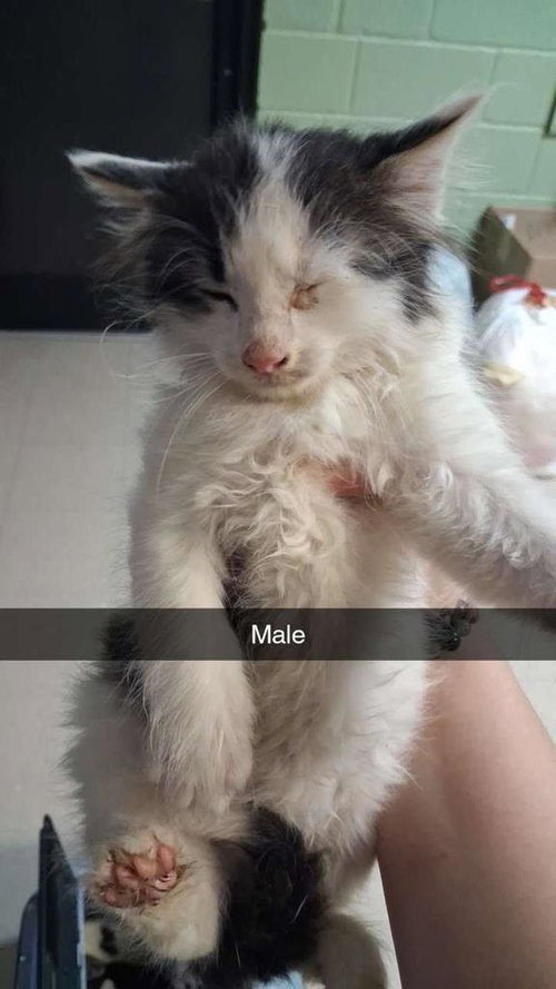 Flapdoodle, an adoptable Domestic Long Hair in Burnsville, NC