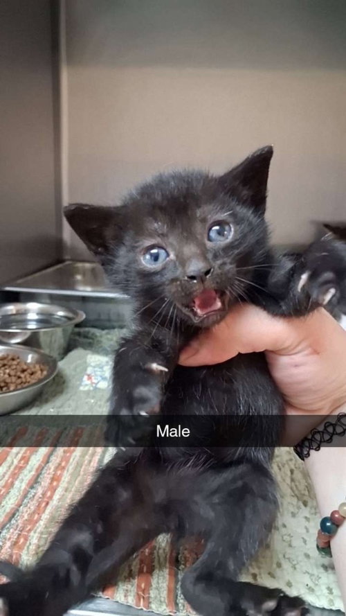 Keanu, Baby Domestic Short Hair / Mixed, cat for adoption in Burnsville, North Carolina