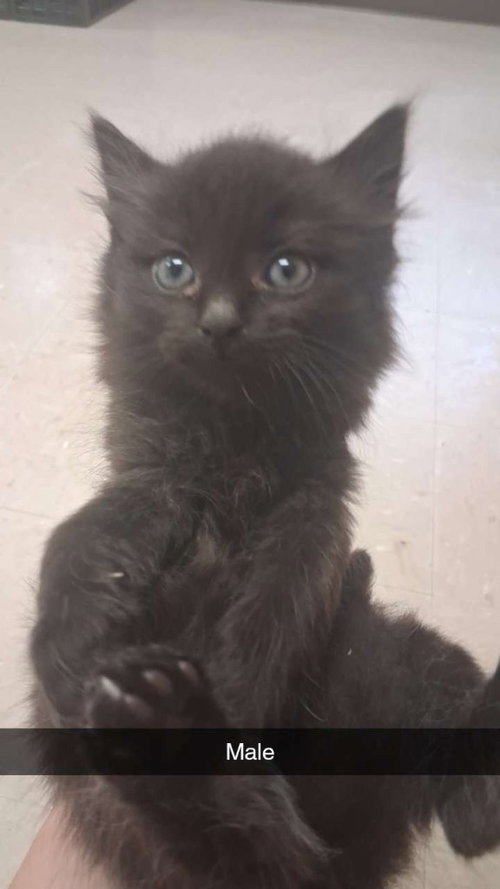 Muse, an adoptable Domestic Short Hair in Burnsville, NC