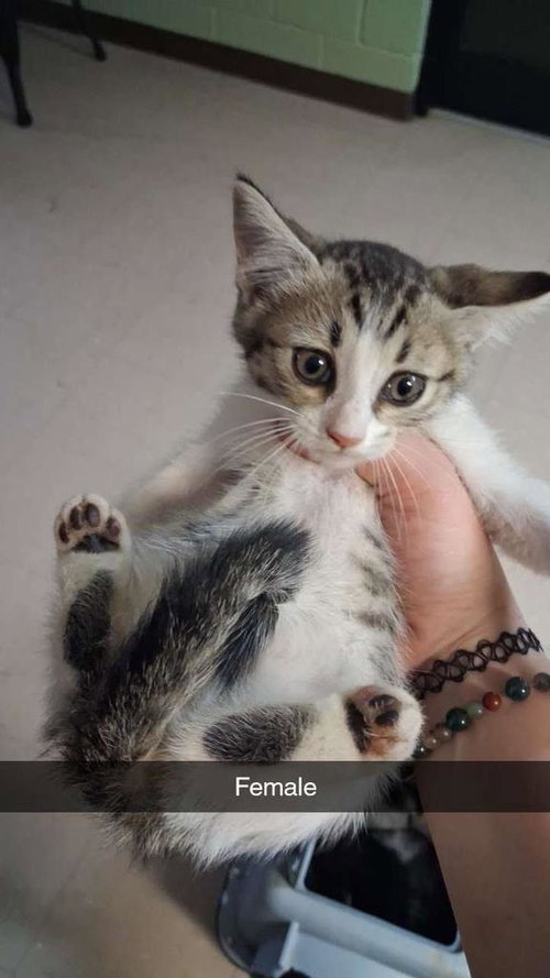 Pipsqueak, an adoptable Domestic Short Hair in Burnsville, NC
