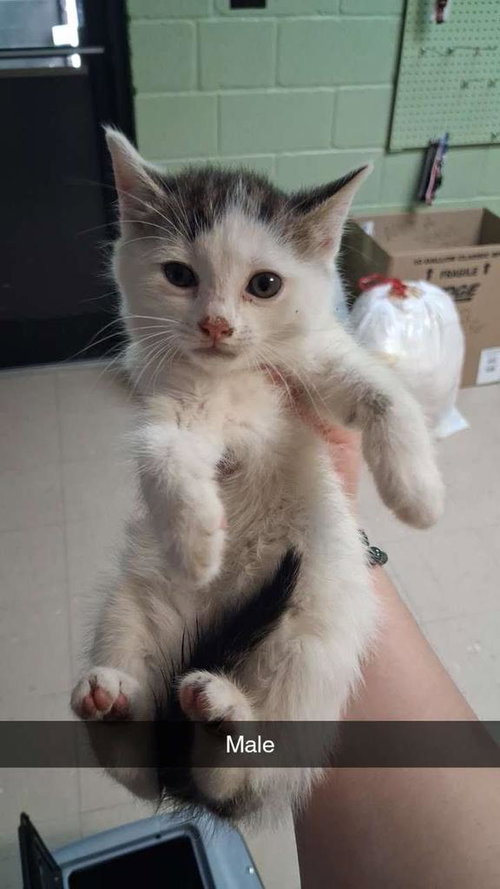 Squiggle, Baby Domestic Medium Hair / Mixed, cat for adoption in Burnsville, North Carolina