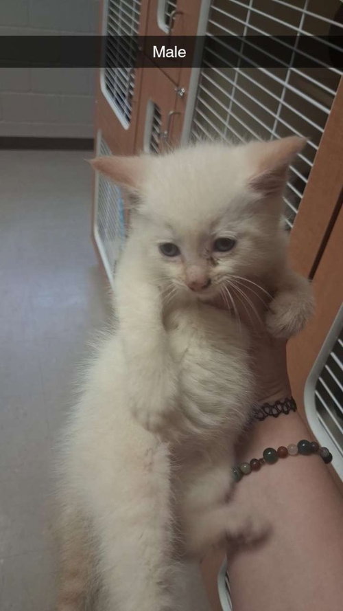Thorn, an adoptable Domestic Short Hair in Burnsville, NC