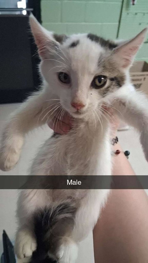 Whiskerwobble, Baby Domestic Medium Hair / Mixed, cat for adoption in Burnsville, North Carolina