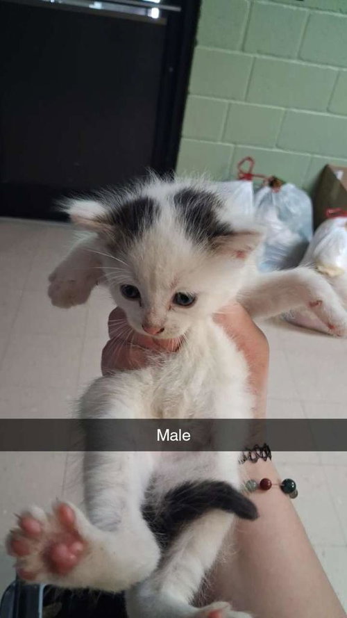 Wobble, Baby Domestic Short Hair / Mixed, cat for adoption in Burnsville, North Carolina