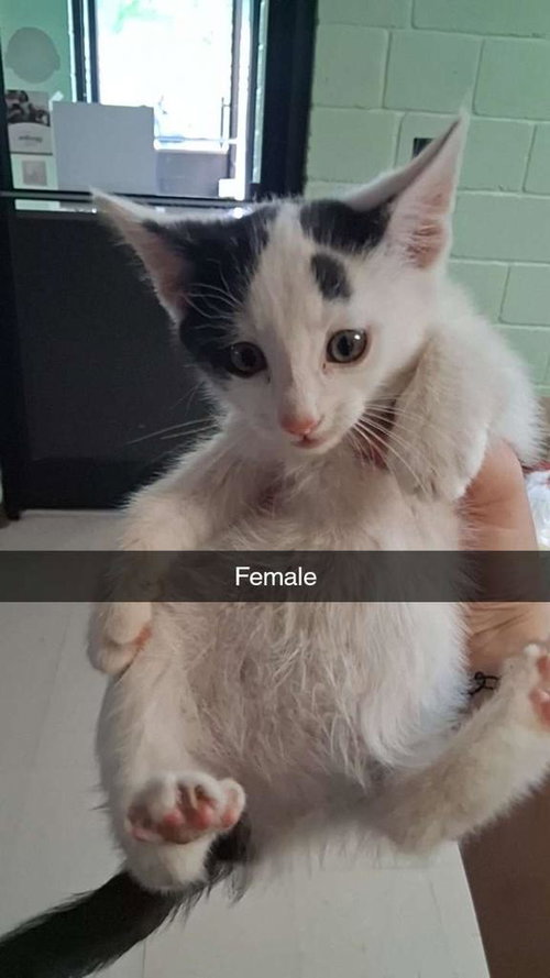 Zippity, Baby Domestic Long Hair / Mixed, cat for adoption in Burnsville, North Carolina