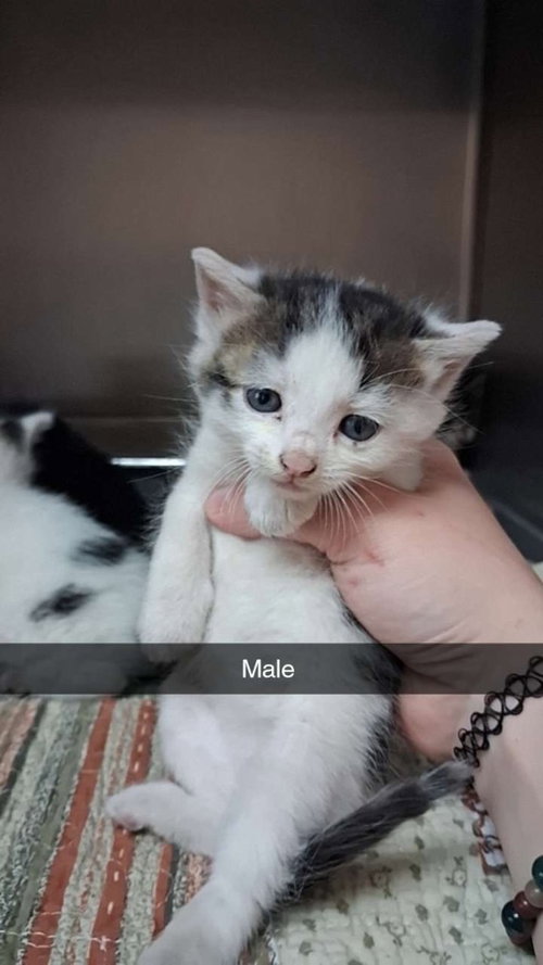 Blaze, Baby Domestic Short Hair / Mixed, cat for adoption in Burnsville, North Carolina