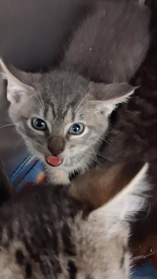 Froodle, an adoptable Domestic Short Hair in Burnsville, NC
