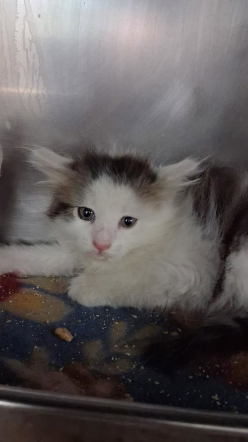 Rook, Baby Domestic Short Hair / Mixed, cat for adoption in Burnsville, North Carolina