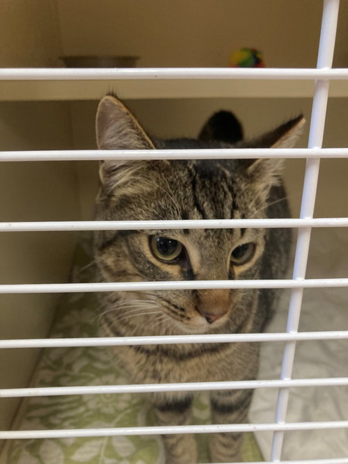 Edwin, an adoptable Domestic Short Hair in Burnsville, NC
