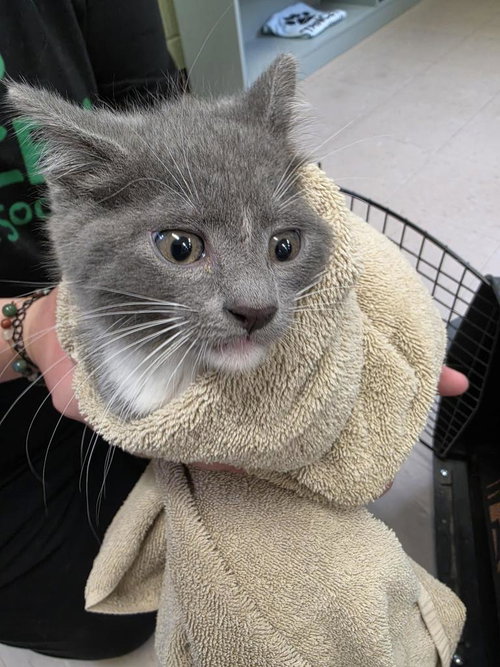 Ivan, Baby Domestic Short Hair / Mixed, cat for adoption in Burnsville, North Carolina
