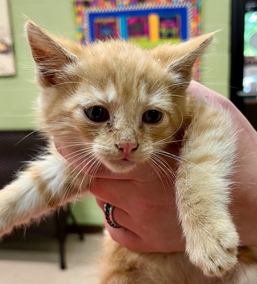 Queso, Baby Domestic Medium Hair / Mixed, cat for adoption in Burnsville, North Carolina