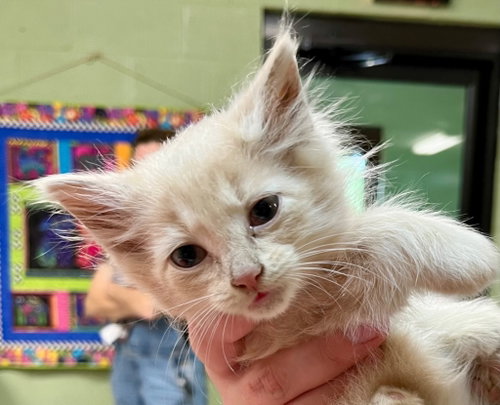 Quest, Baby Domestic Long Hair / Mixed, cat for adoption in Burnsville, North Carolina