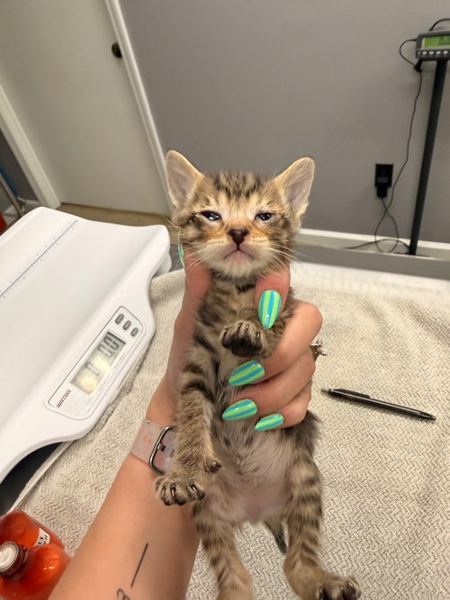 Aries, Baby Domestic Short Hair / Mixed, cat for adoption in Burnsville, North Carolina
