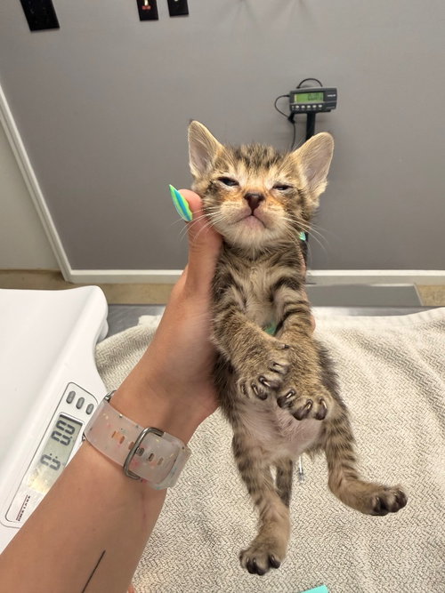 Echo, Baby Domestic Short Hair / Mixed, cat for adoption in Burnsville, North Carolina