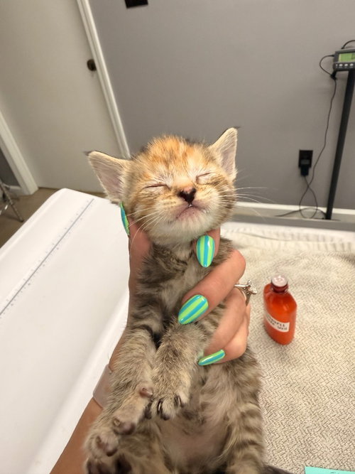Fia, Baby Domestic Short Hair / Mixed, cat for adoption in Burnsville, North Carolina