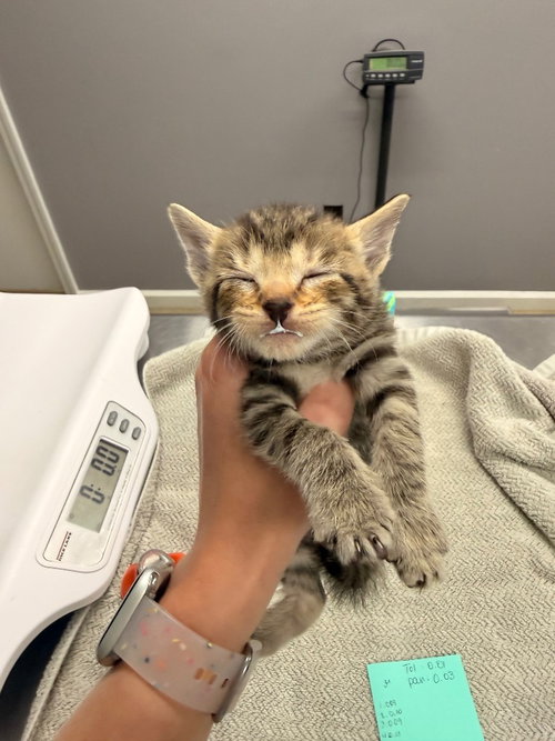 Orion, Baby Domestic Short Hair / Mixed, cat for adoption in Burnsville, North Carolina