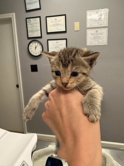 Orla, Baby Domestic Short Hair / Mixed, cat for adoption in Burnsville, North Carolina