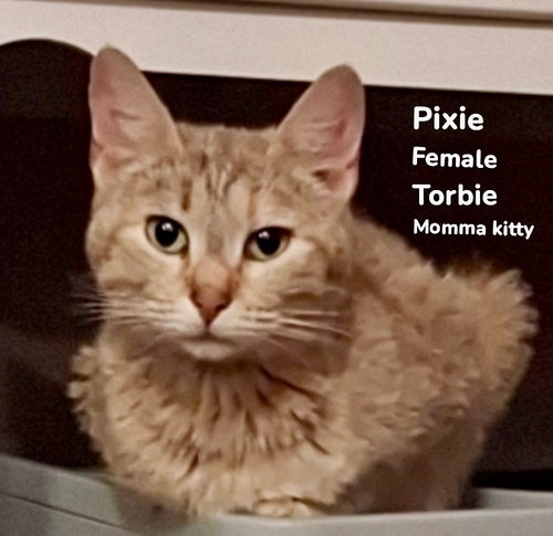 Pixie, Young Domestic Short Hair / Mixed, cat for adoption in Burnsville, North Carolina