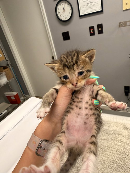 Zeke, Baby Domestic Short Hair / Mixed, cat for adoption in Burnsville, North Carolina