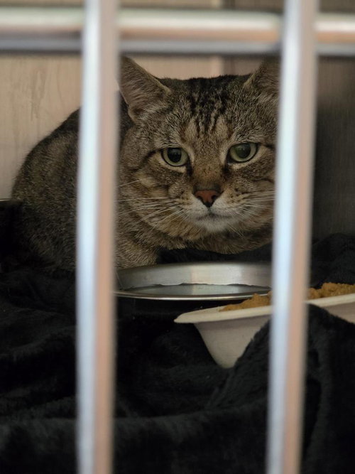 Quincy, Young Domestic Short Hair / Mixed, cat for adoption in Burnsville, North Carolina