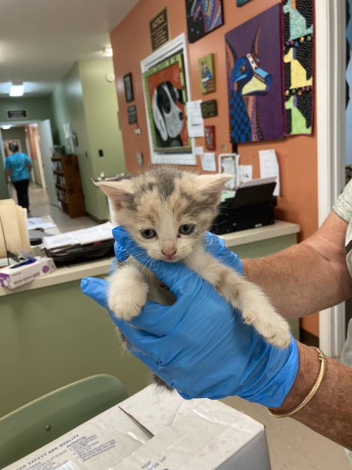 Ibis, Baby Domestic Medium Hair / Mixed, cat for adoption in Burnsville, North Carolina