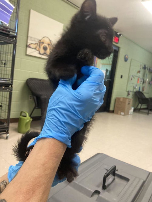 Icarus, Baby Domestic Short Hair / Mixed, cat for adoption in Burnsville, North Carolina