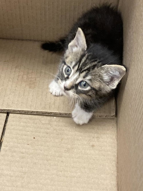 Junco, Baby Domestic Medium Hair / Mixed, cat for adoption in Burnsville, North Carolina