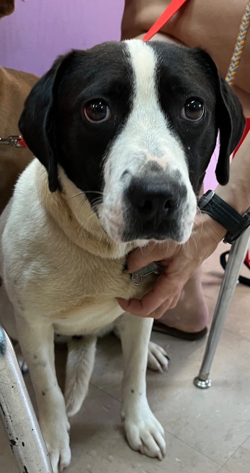 Oreo aka Rosie