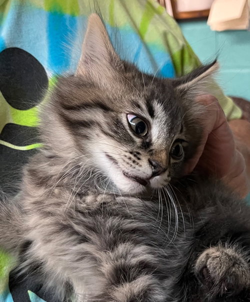 Faro aka Mario
