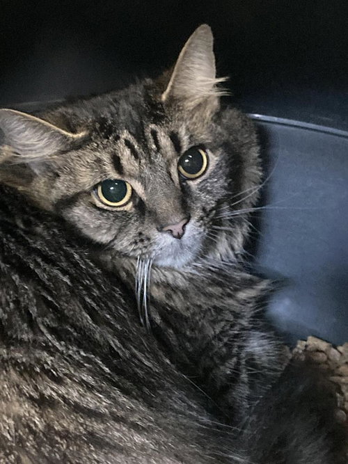 Faro aka Mario, an adoptable Domestic Long Hair in Burnsville, NC
