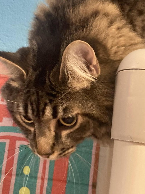 Poker aka Rosita, an adoptable Domestic Long Hair in Burnsville, NC