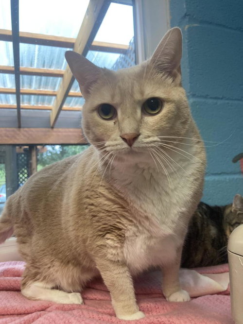 Sriracha, an adoptable Domestic Short Hair in Burnsville, NC