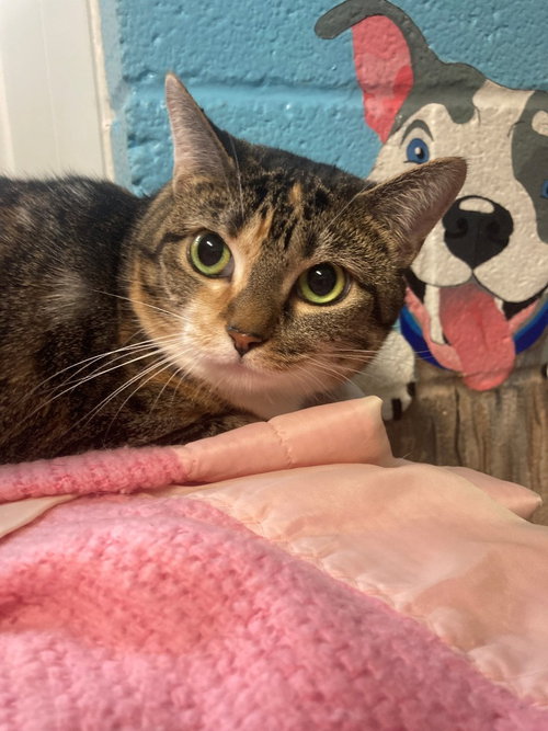 Valentina, an adoptable Domestic Short Hair in Burnsville, NC