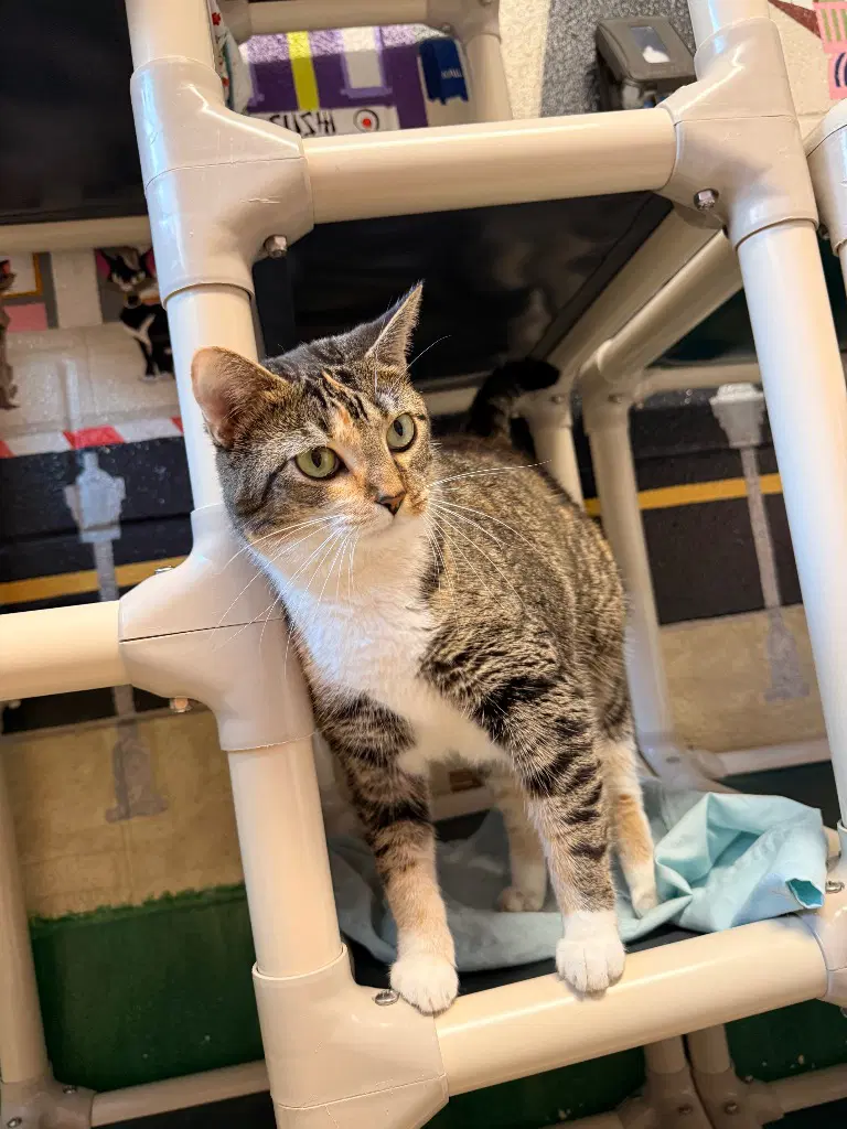 Valentina - Domestic Short Hair