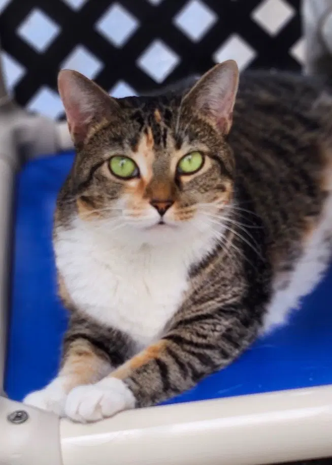 Valentina - Domestic Short Hair