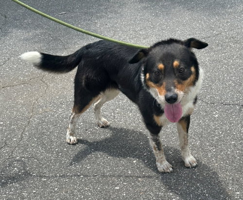 Emmett, an adoptable Border Collie in Burnsville, NC